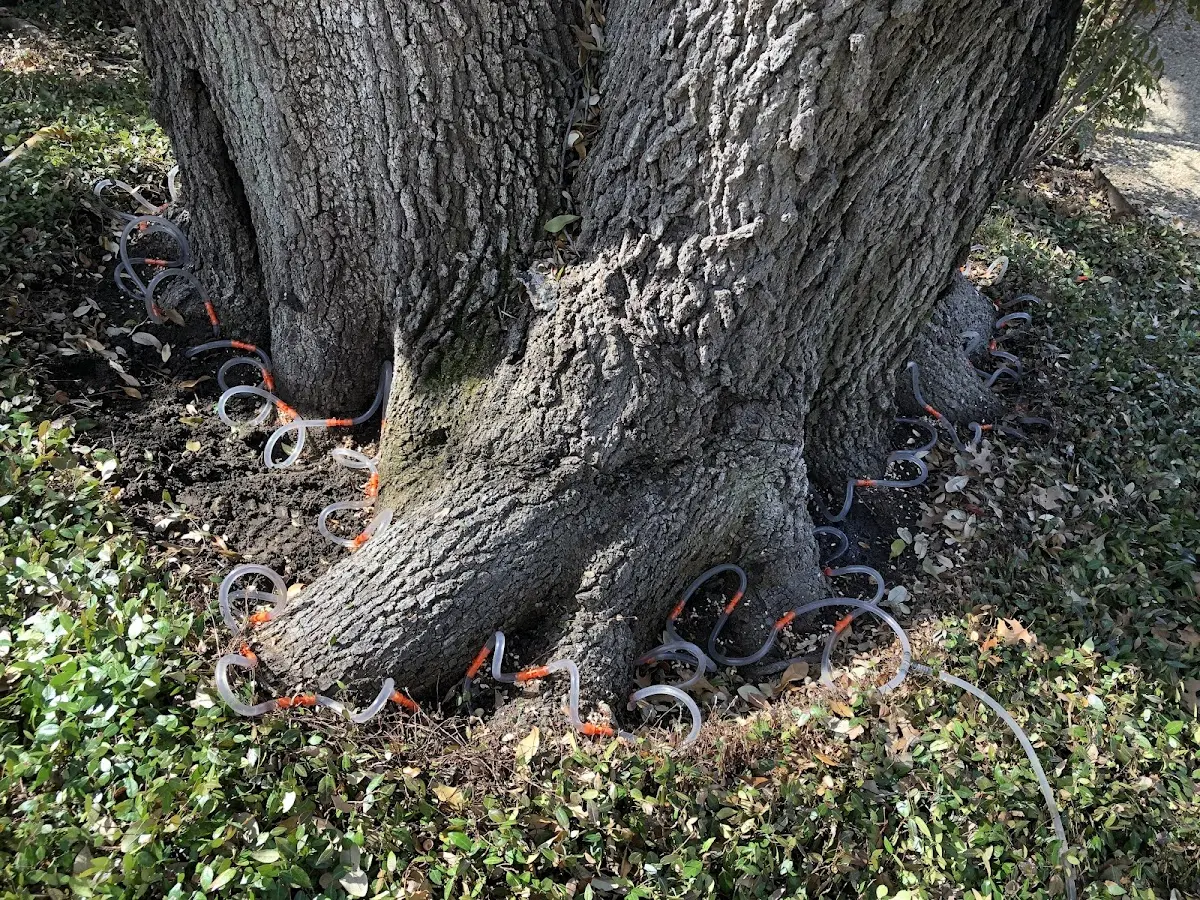 Detailed Tree Cabling and Bracing job site in Mart