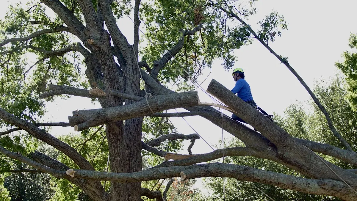 Professional Hazardous Tree Removal performed by certified arborists in Mart
