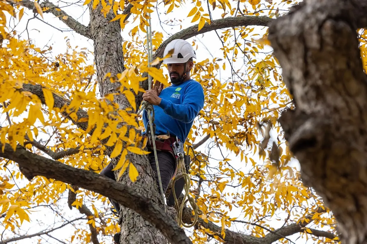Skilled Tree Transplanting crew working in Mart